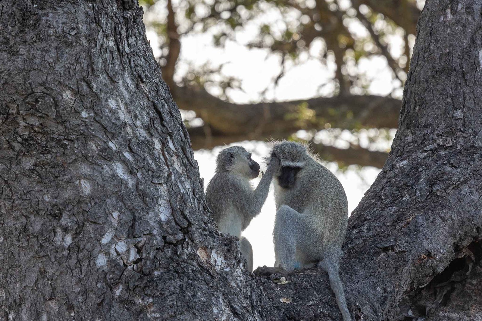 Monkeys