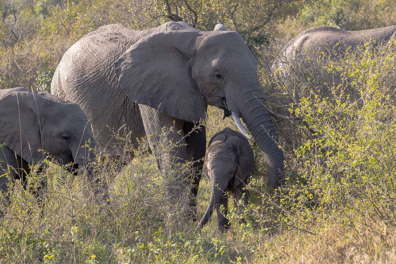 Elephants