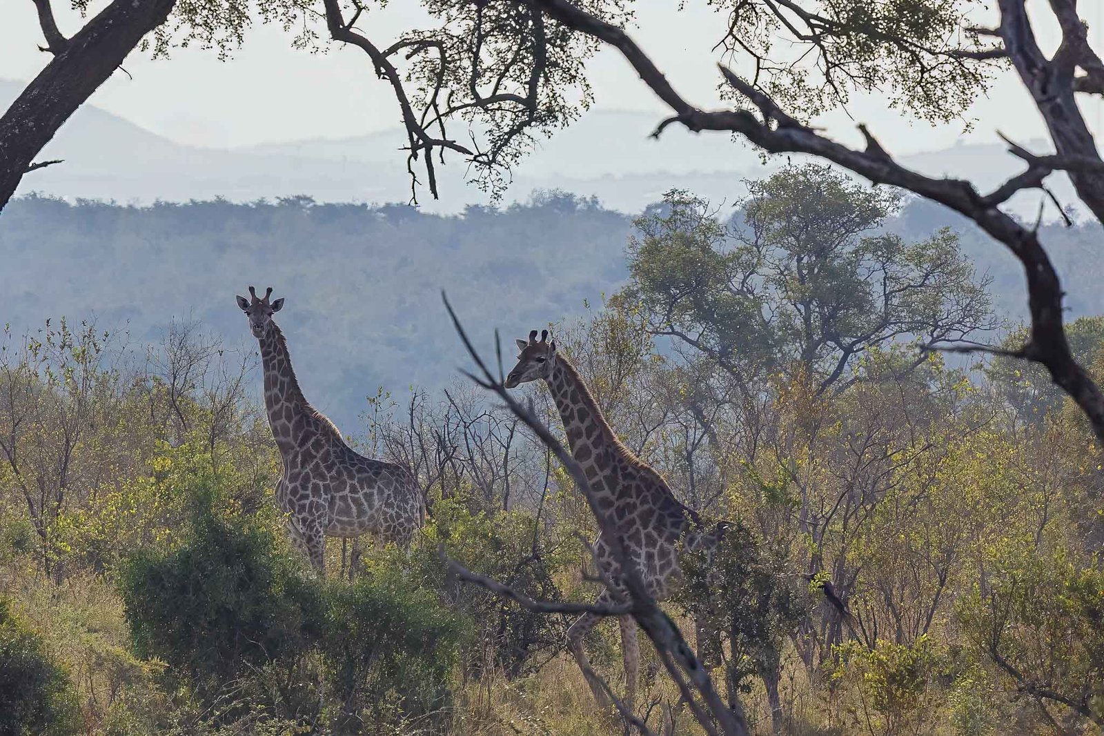 Giraffes