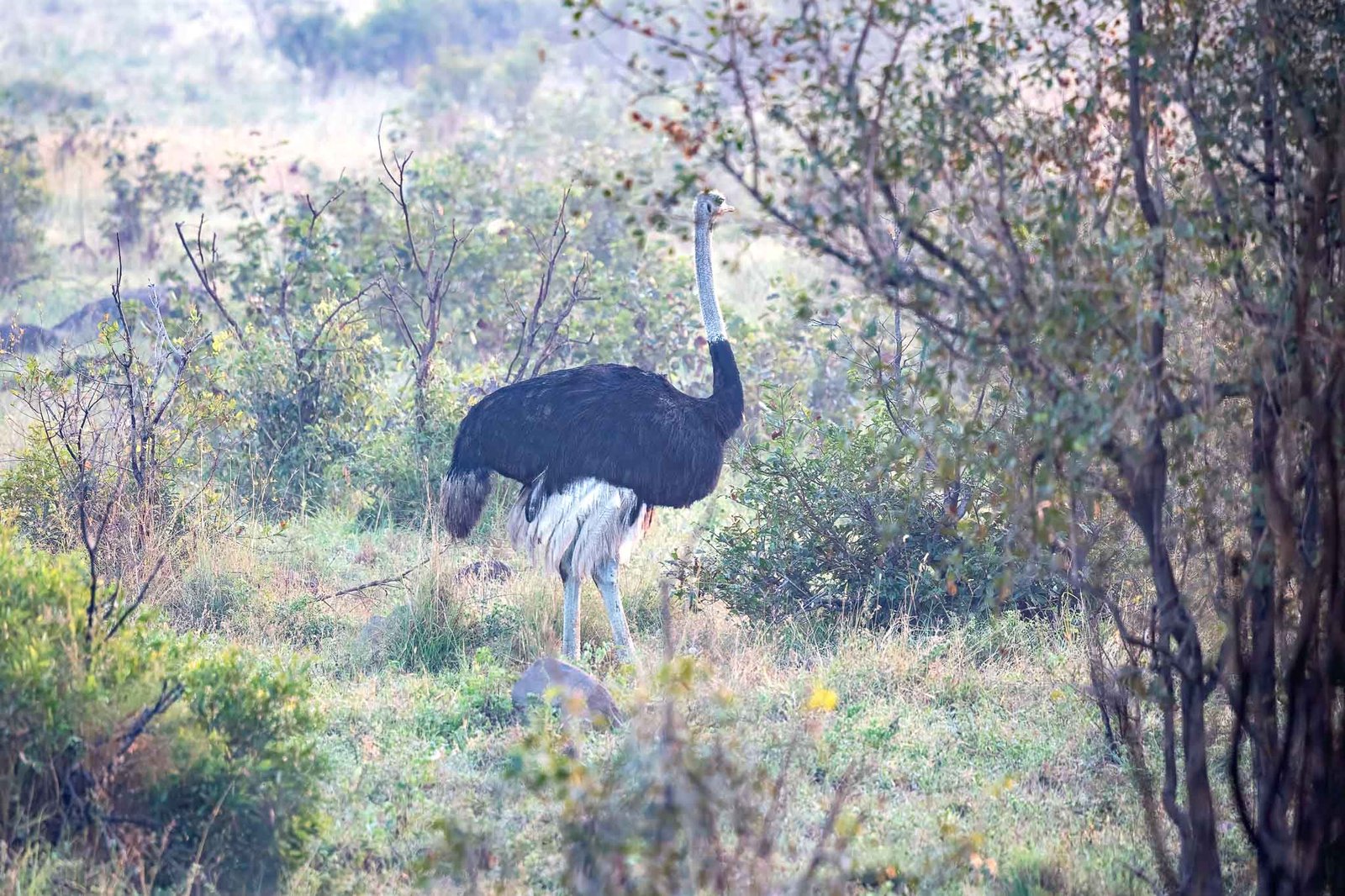 Ostrich