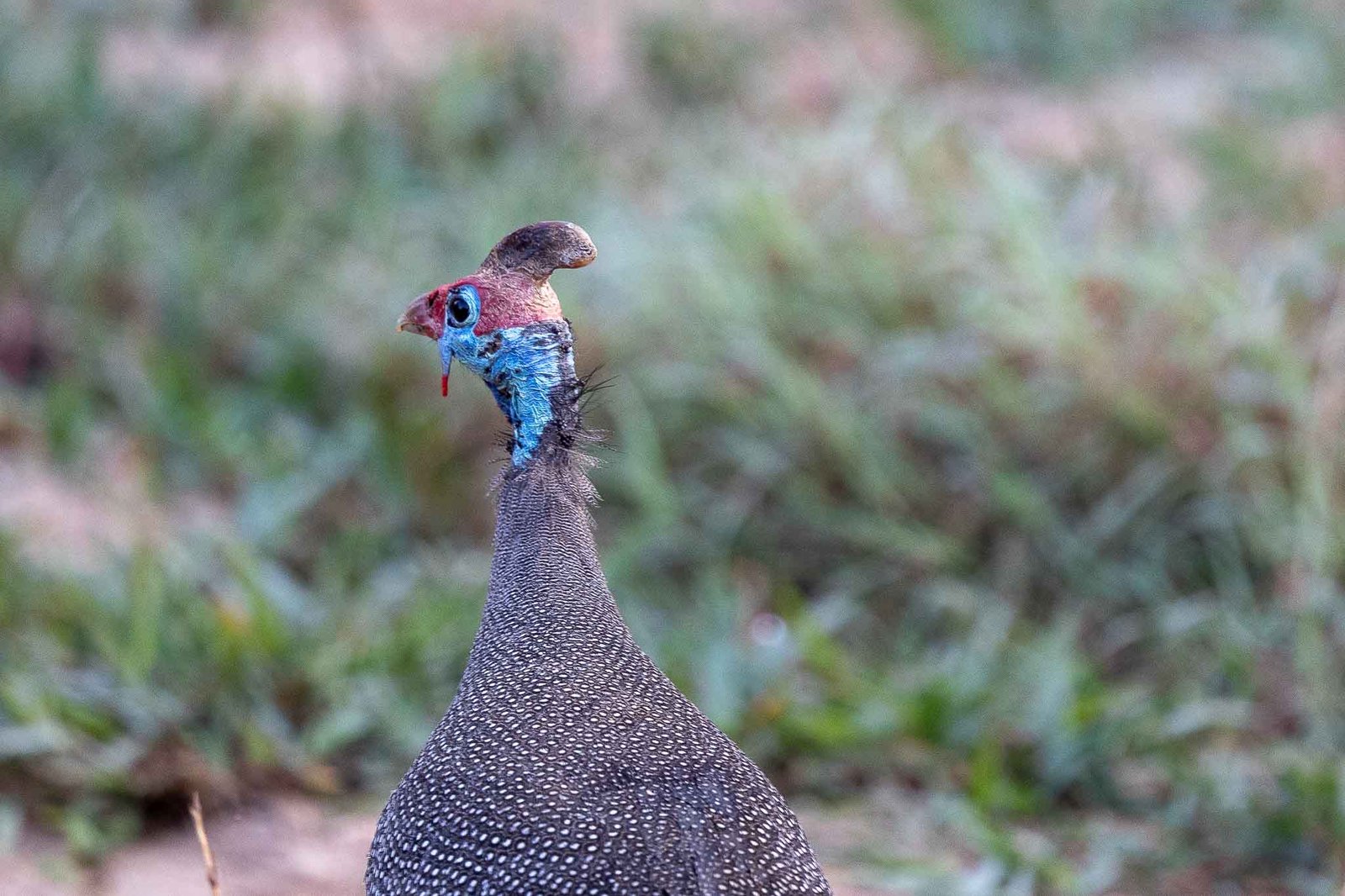 Helmeted Guineafowl