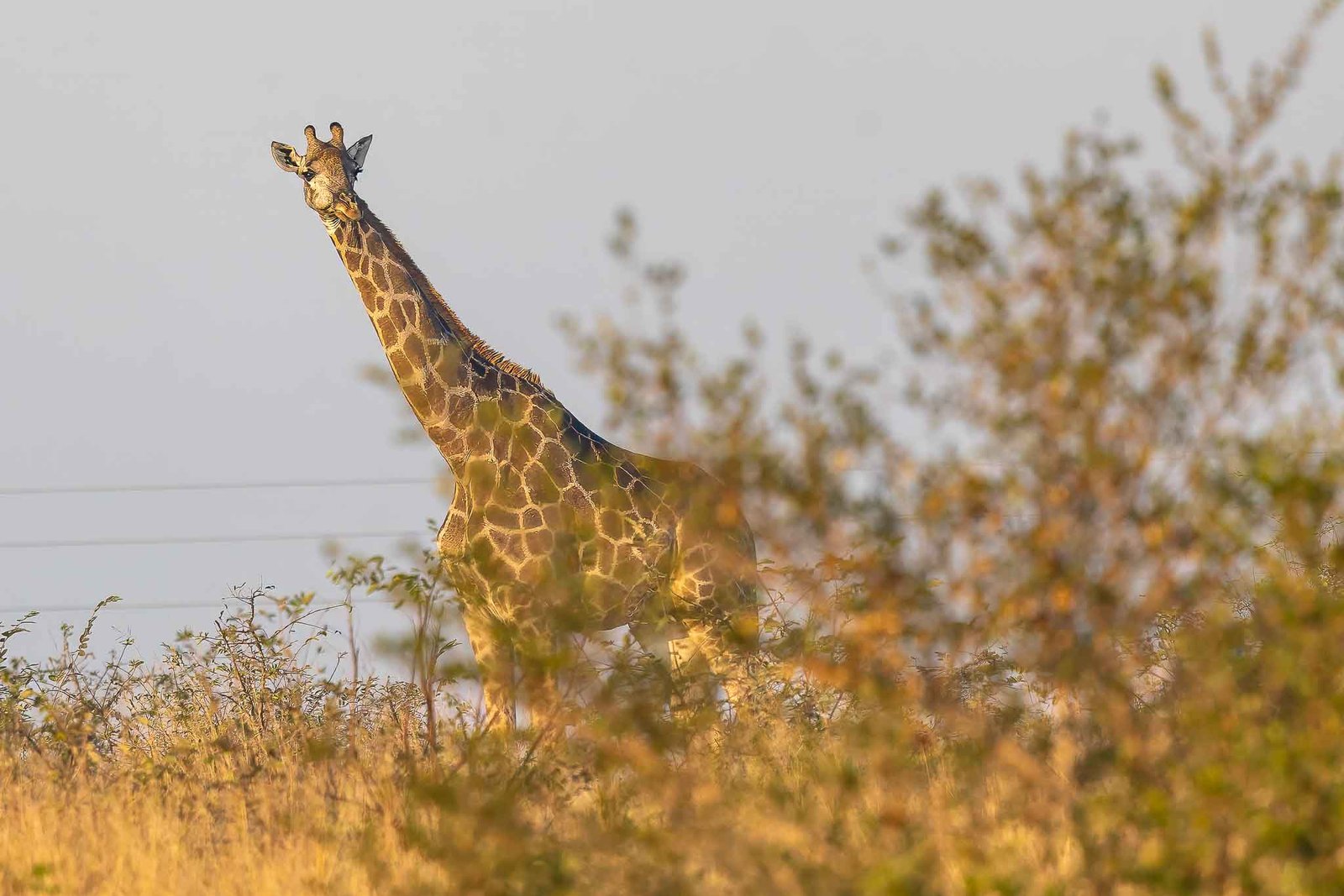Giraffe