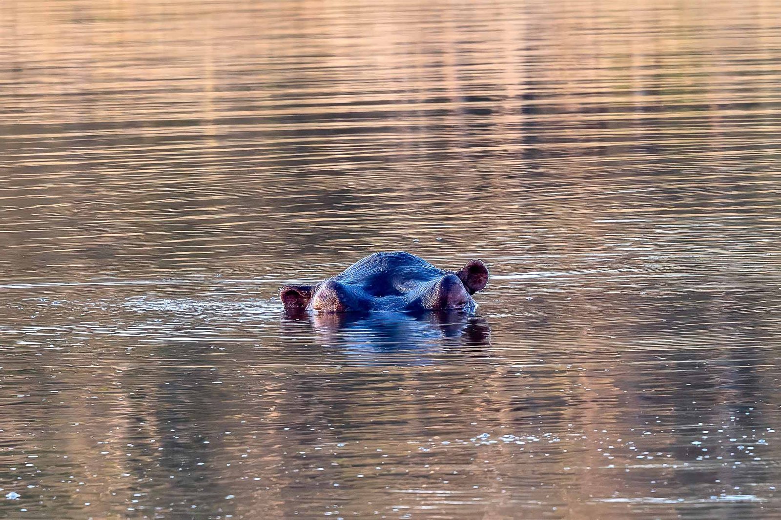 Hippo