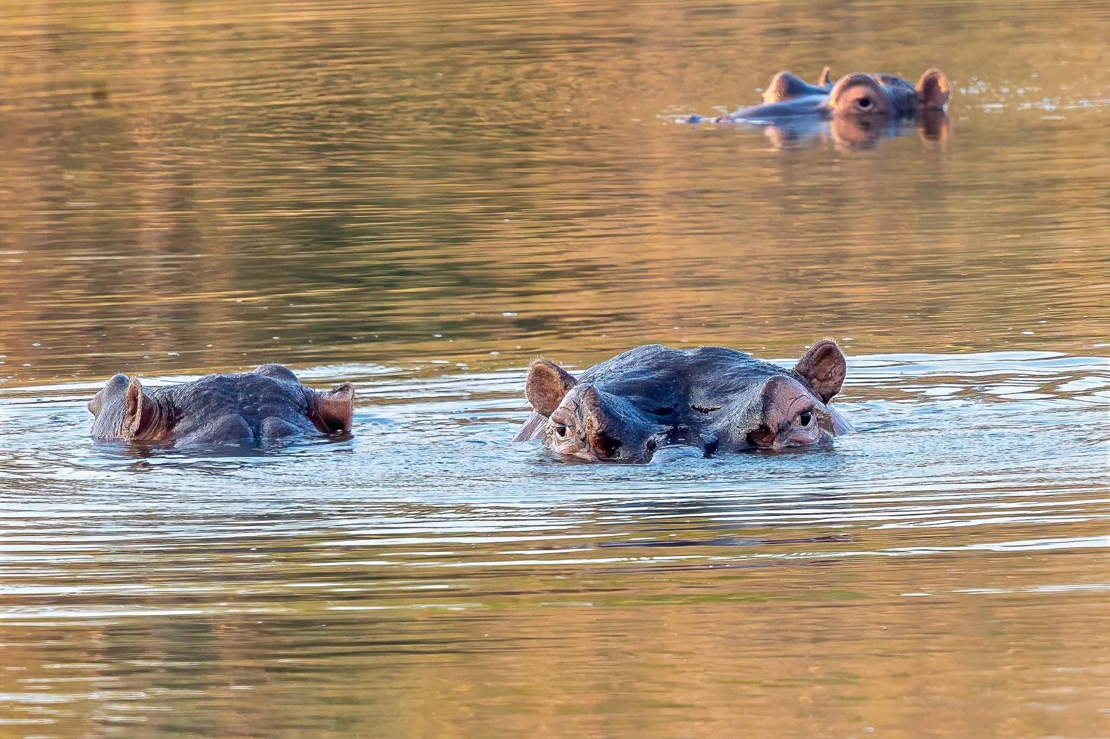 Hippos
