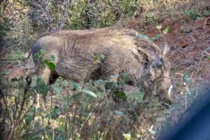 Warthog