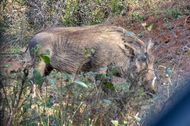 Warthog