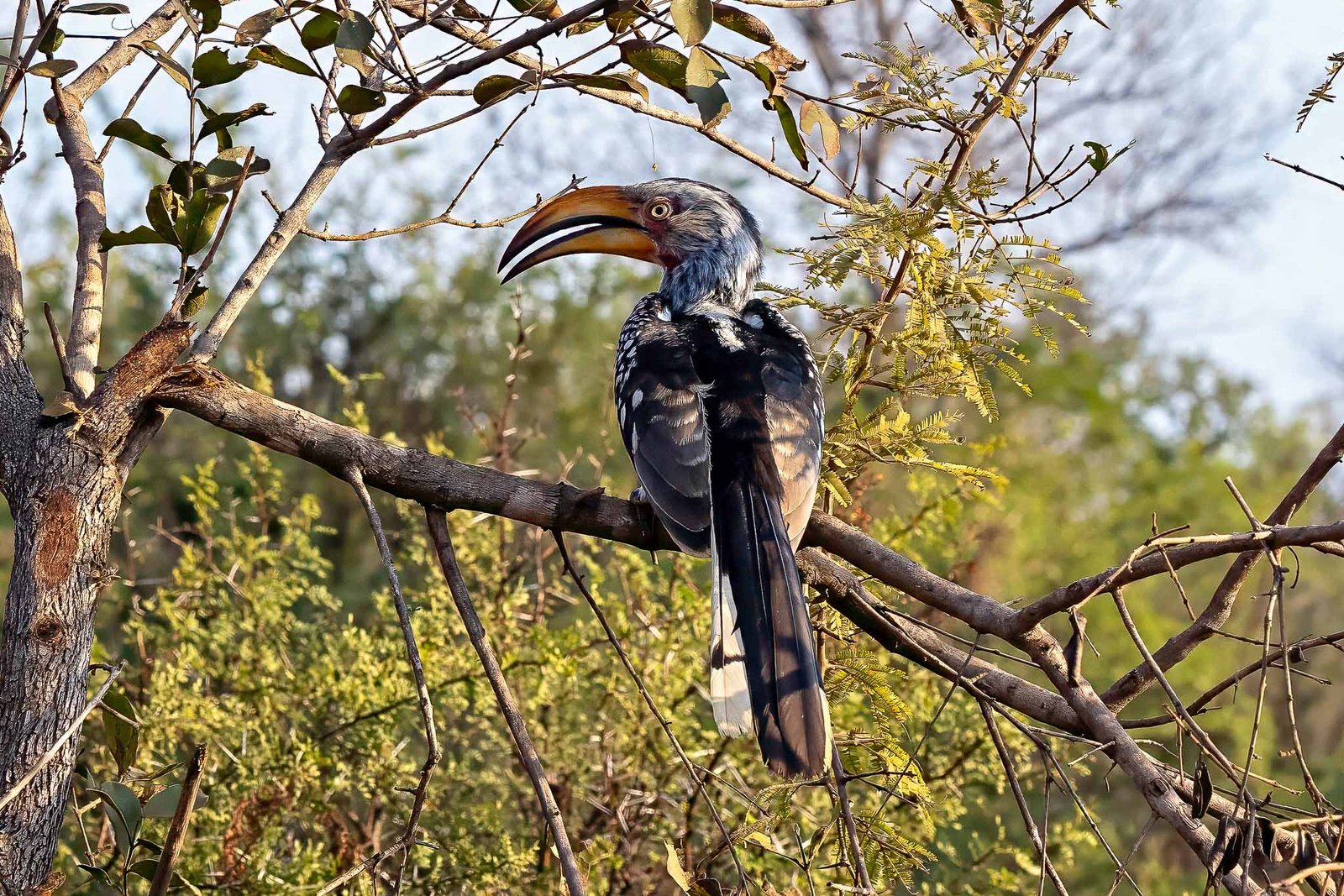Southern Yellow billed hornbill