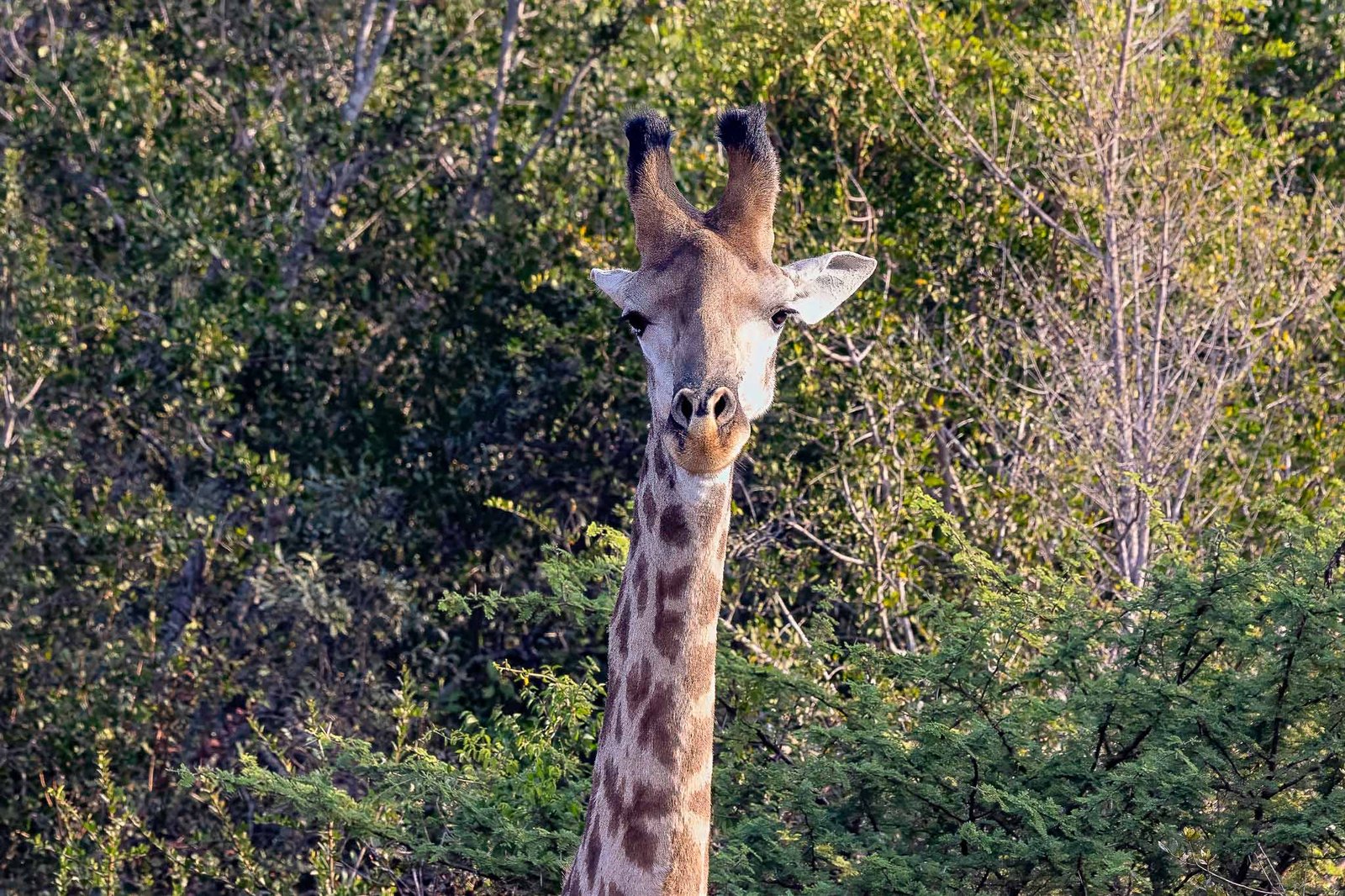 Giraffe