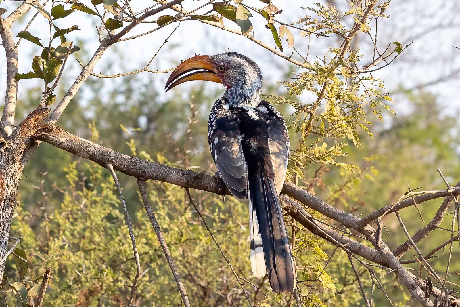 Southern Yellow billed hornbill