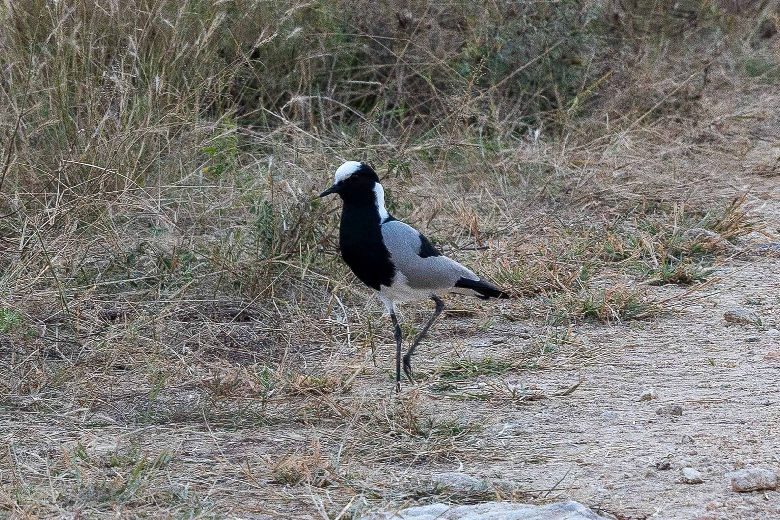 Blacksmit Lapwing
