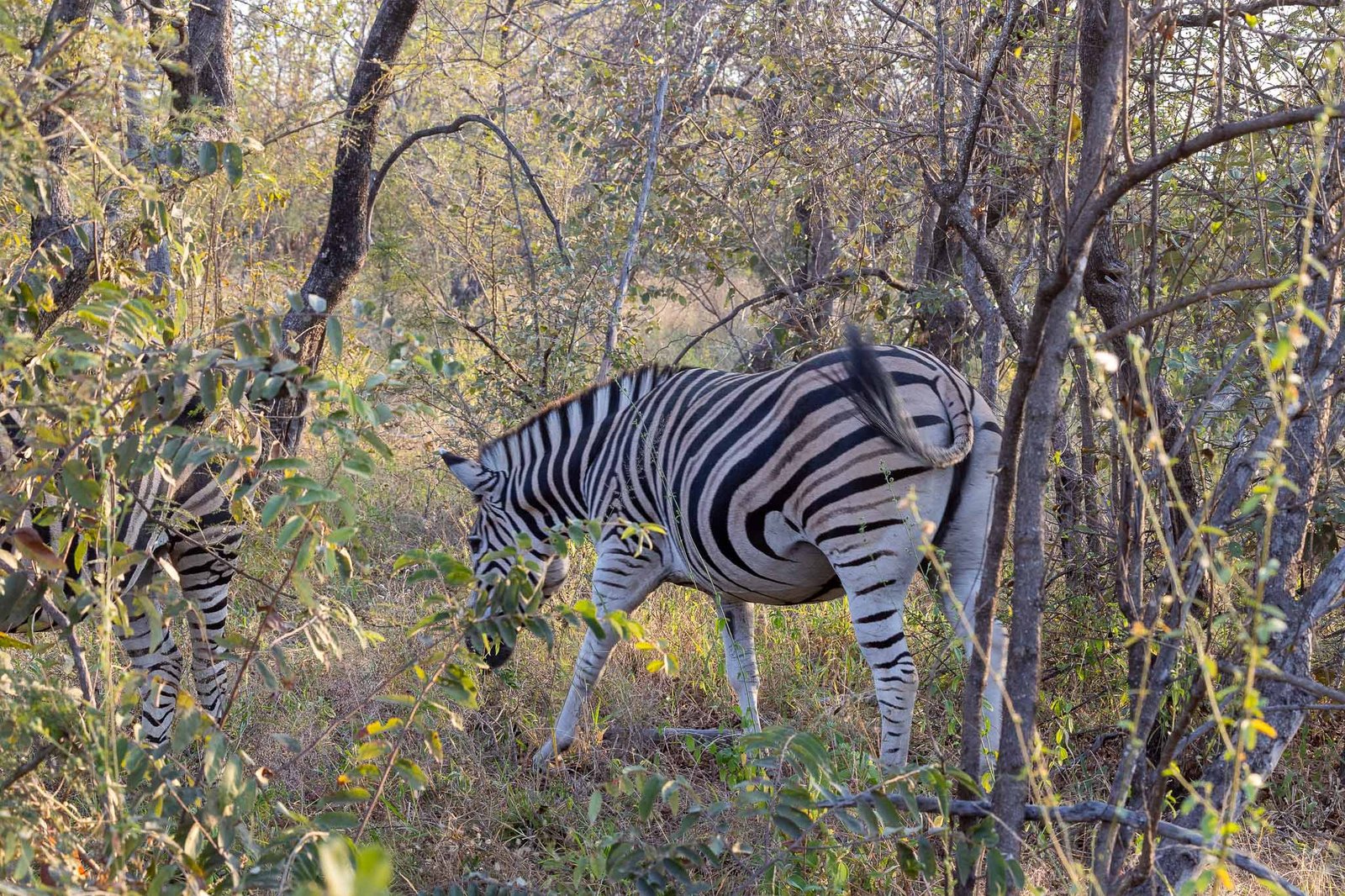 Zebra