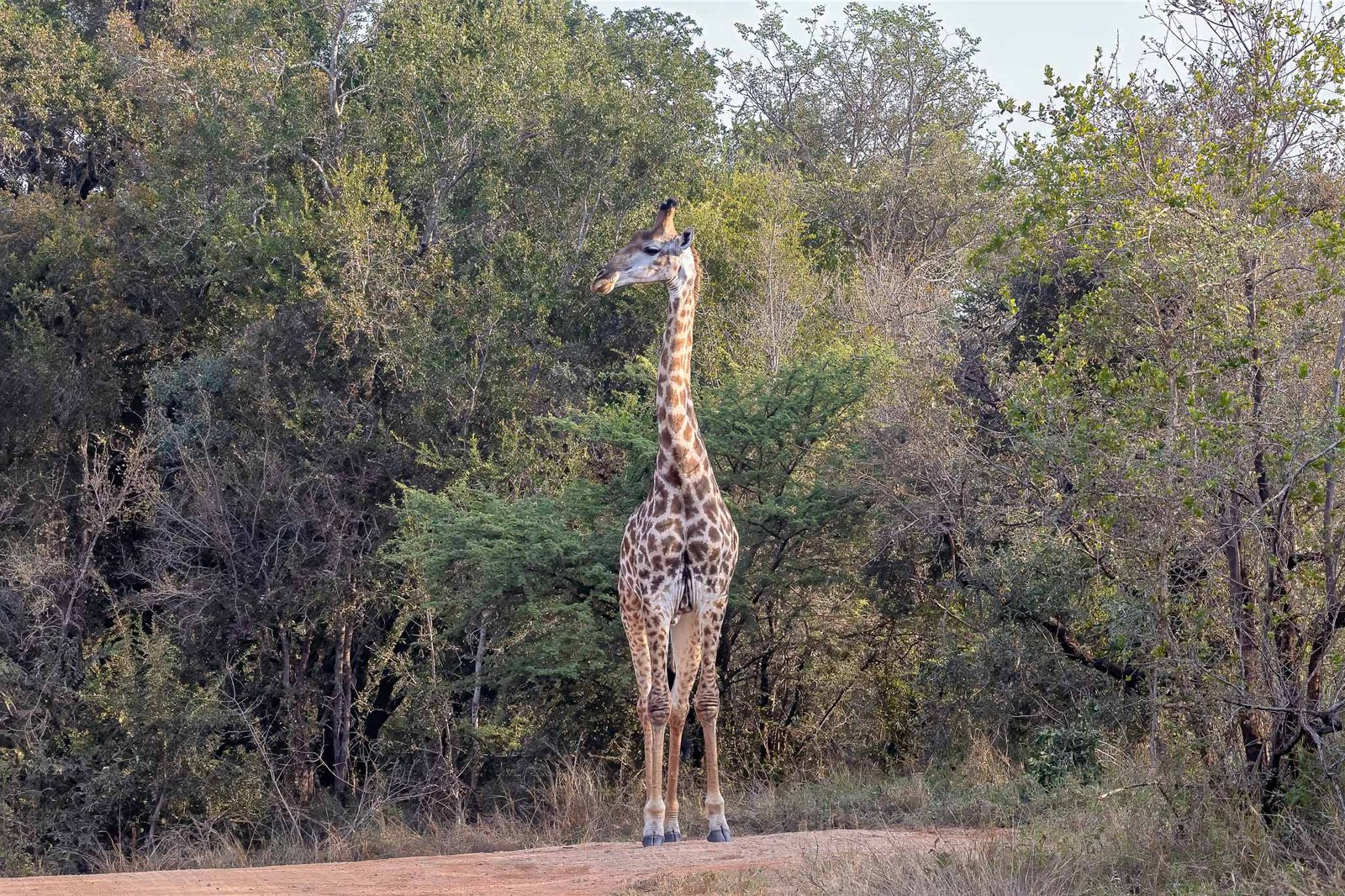 Giraffe