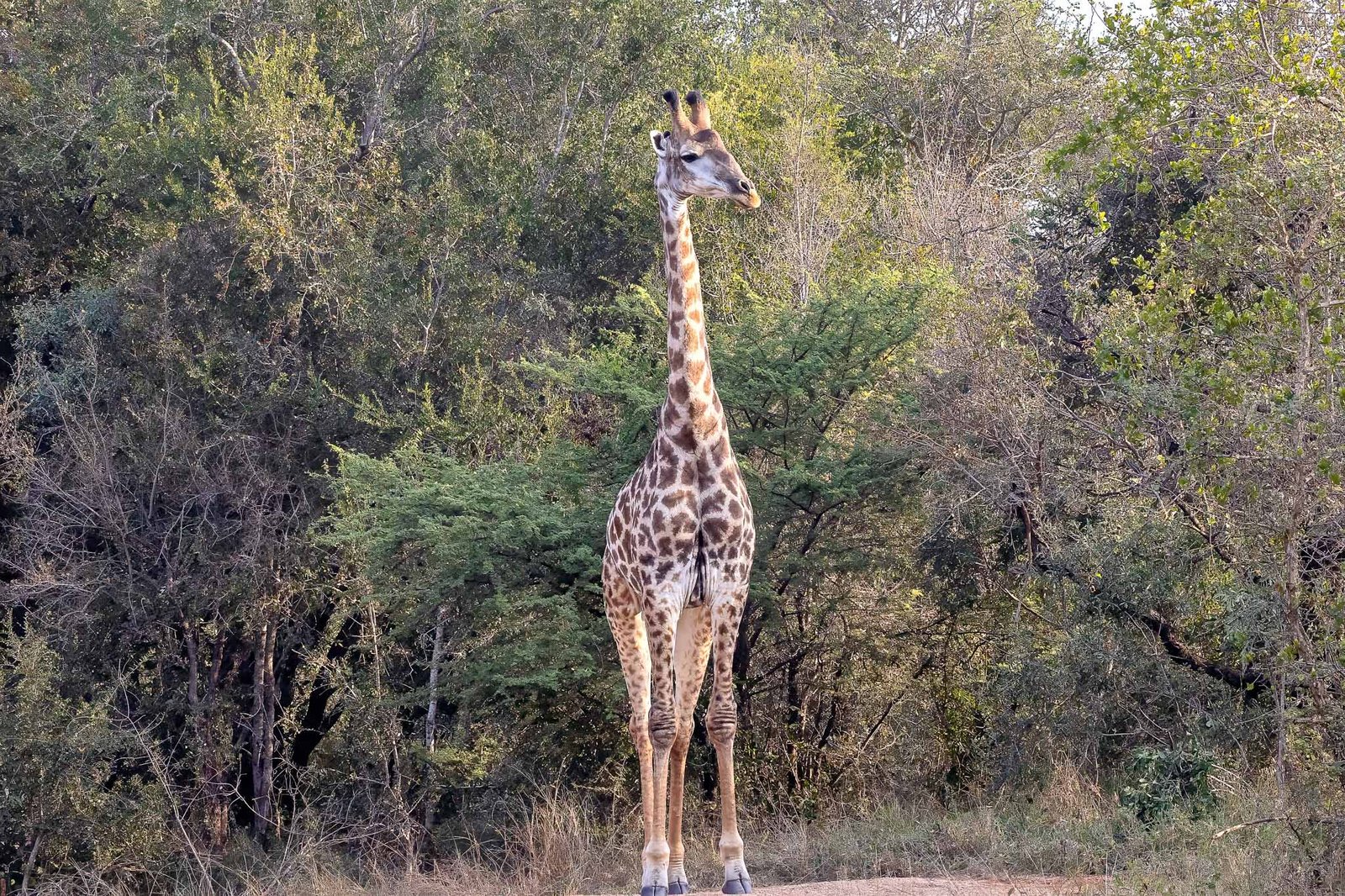 Giraffe