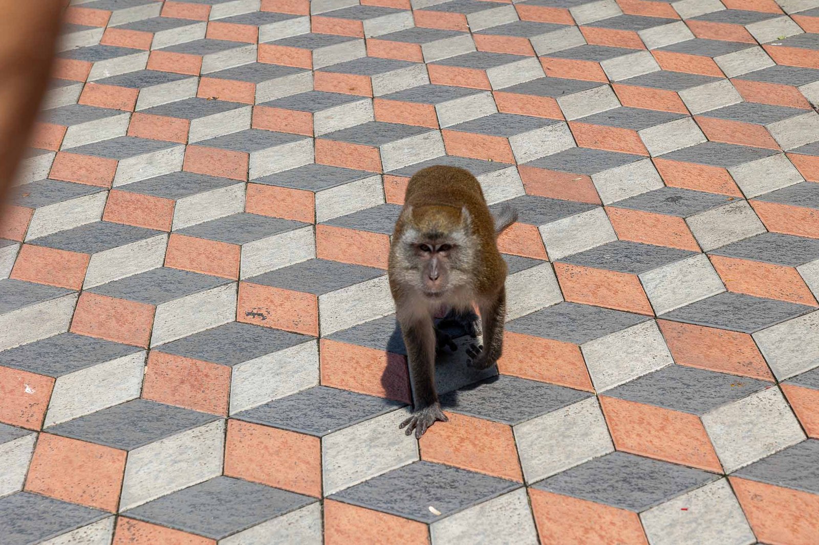 Monkey at Batu caves