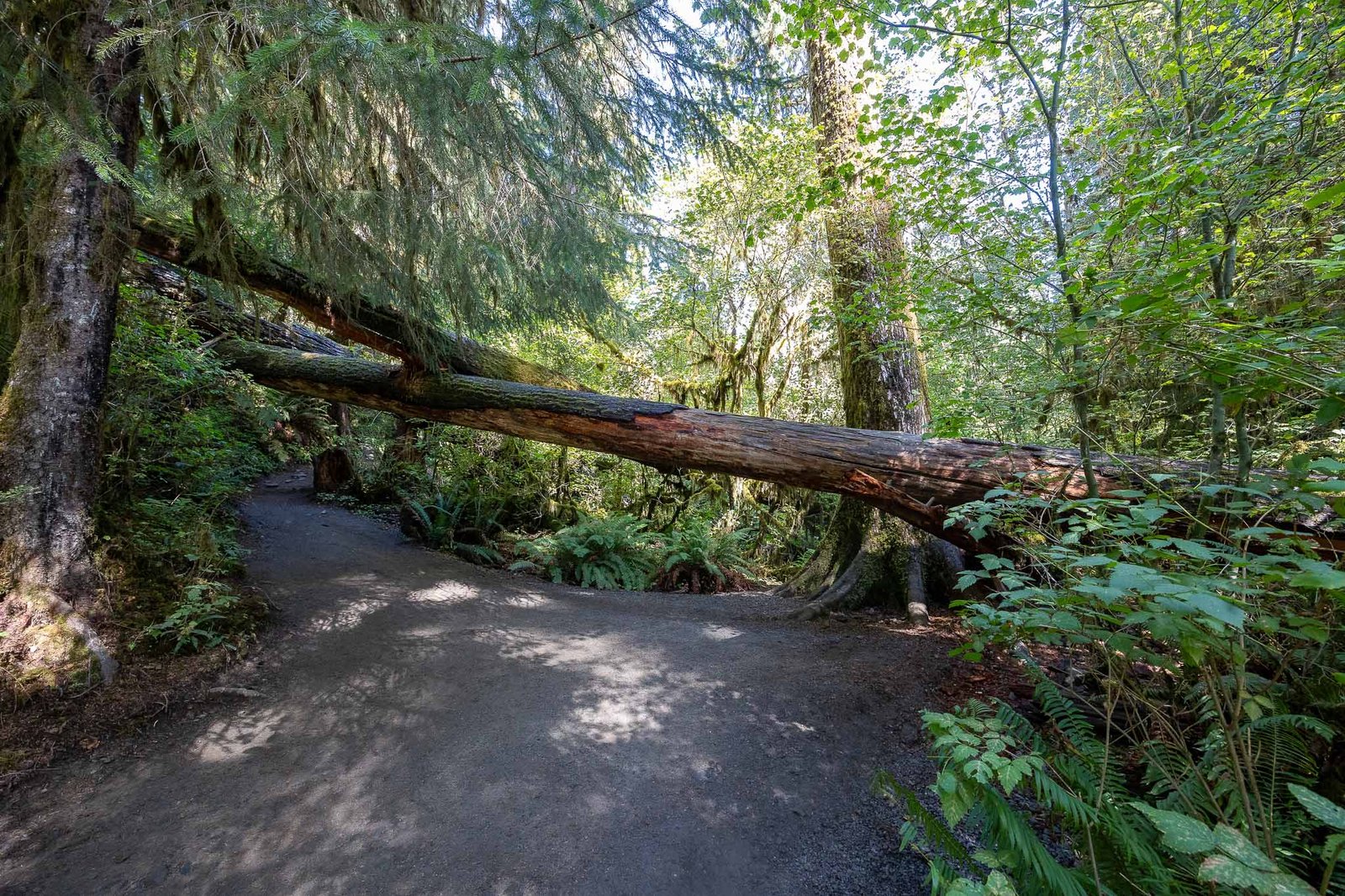 Views of the Hoh Rainforest trail