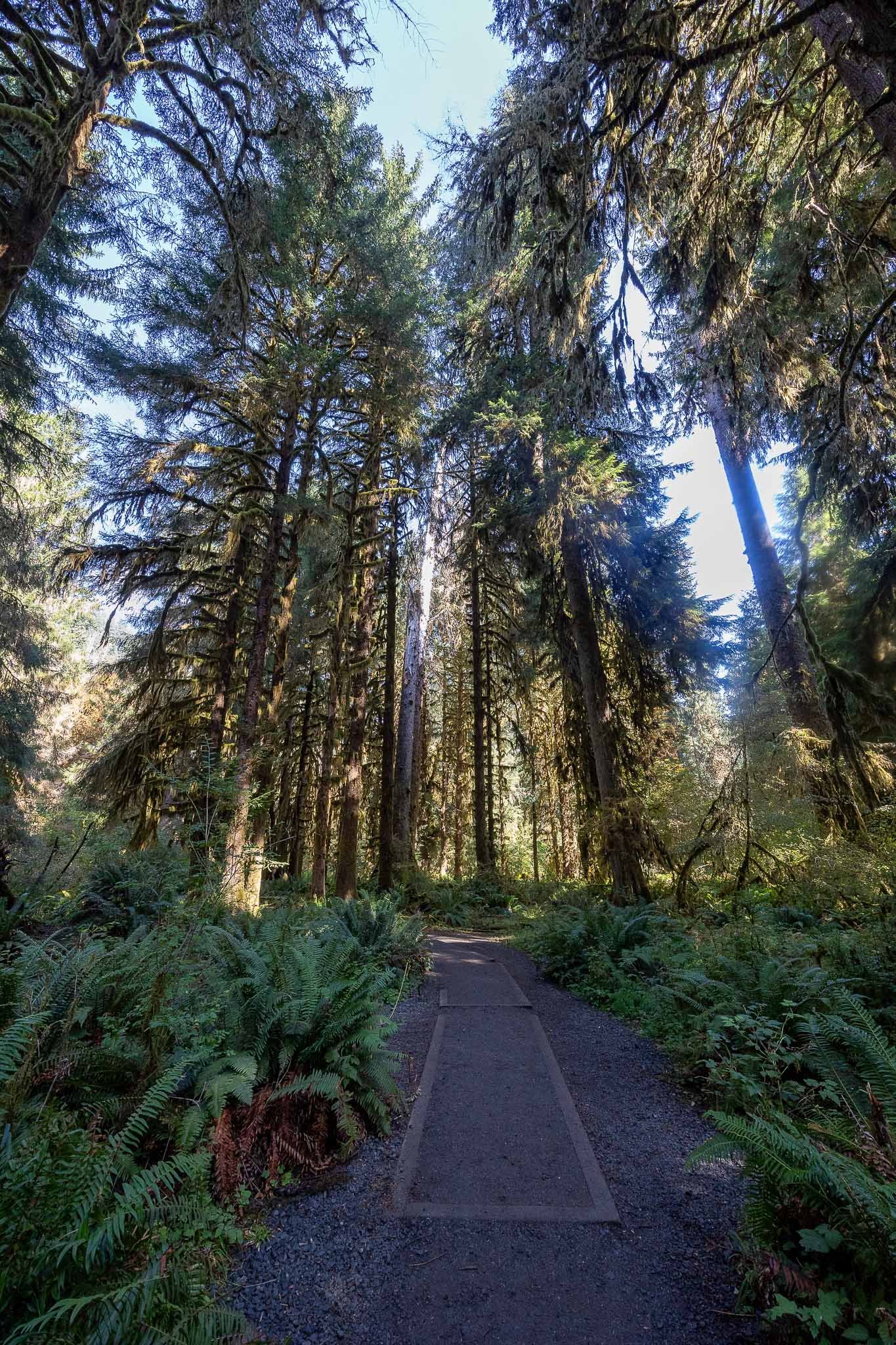 Views of the Hoh Rainforest trail