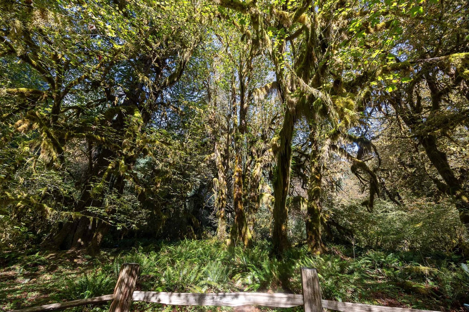 Views of the Hoh Rainforest trail