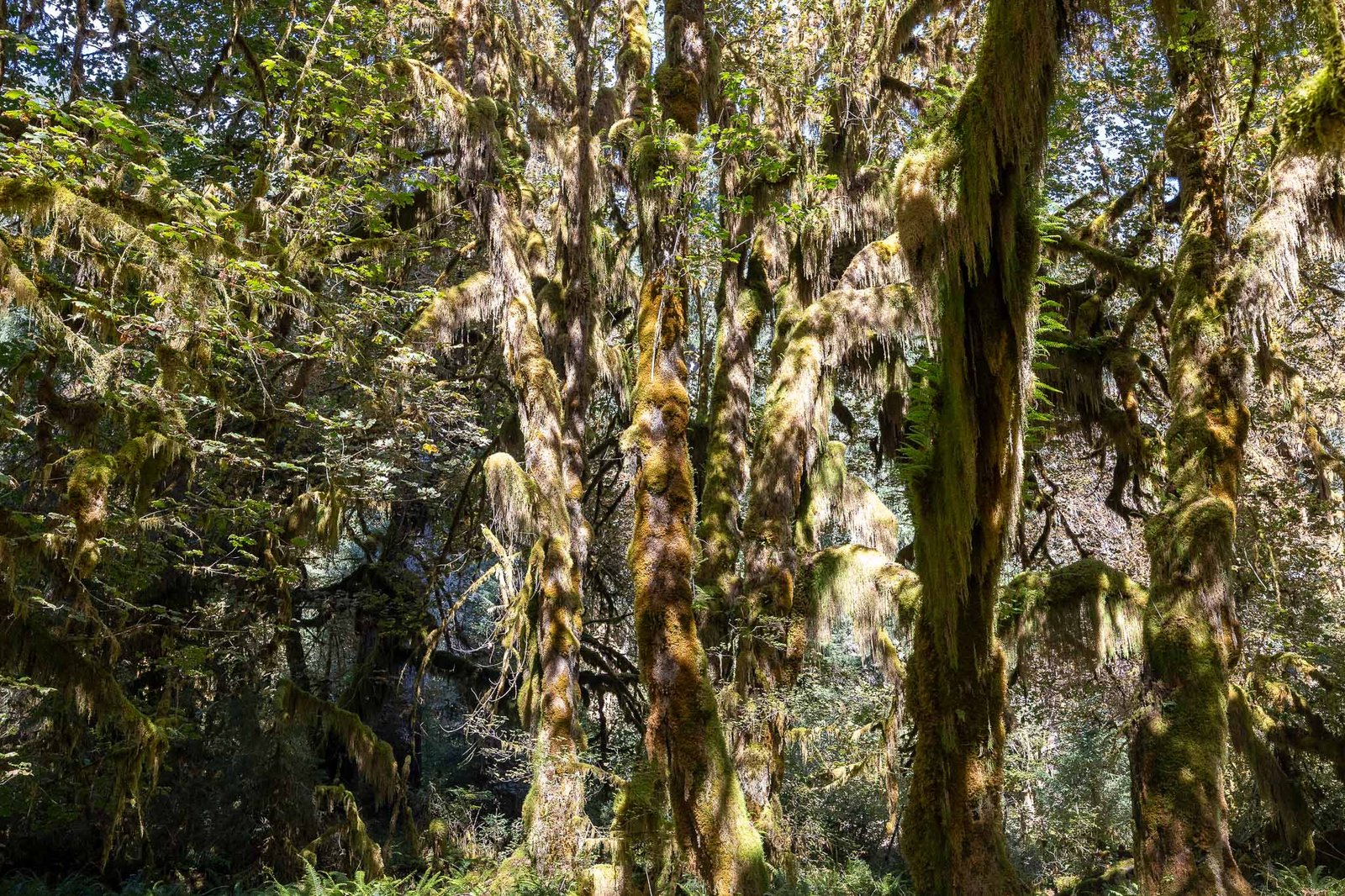 Views of the Hoh Rainforest trail