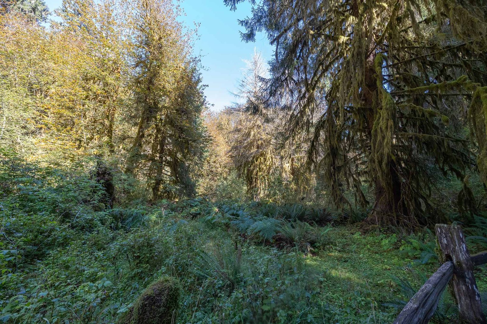 Views of the Hoh Rainforest trail