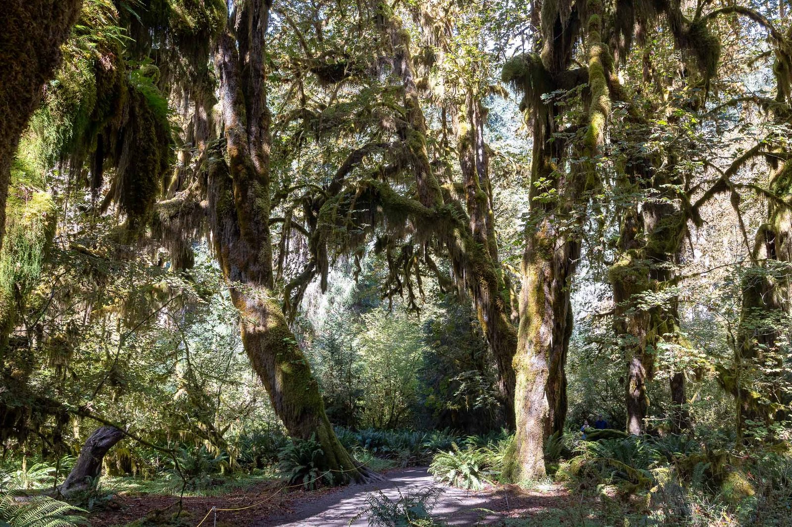 Views of the Hoh Rainforest trail
