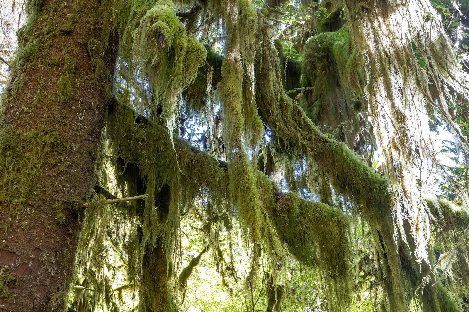 Views of the Hoh Rainforest trail