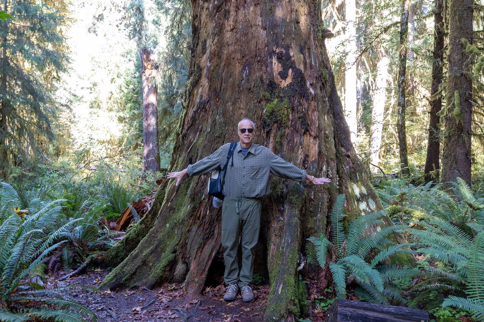 Views of the Hoh Rainforest trail