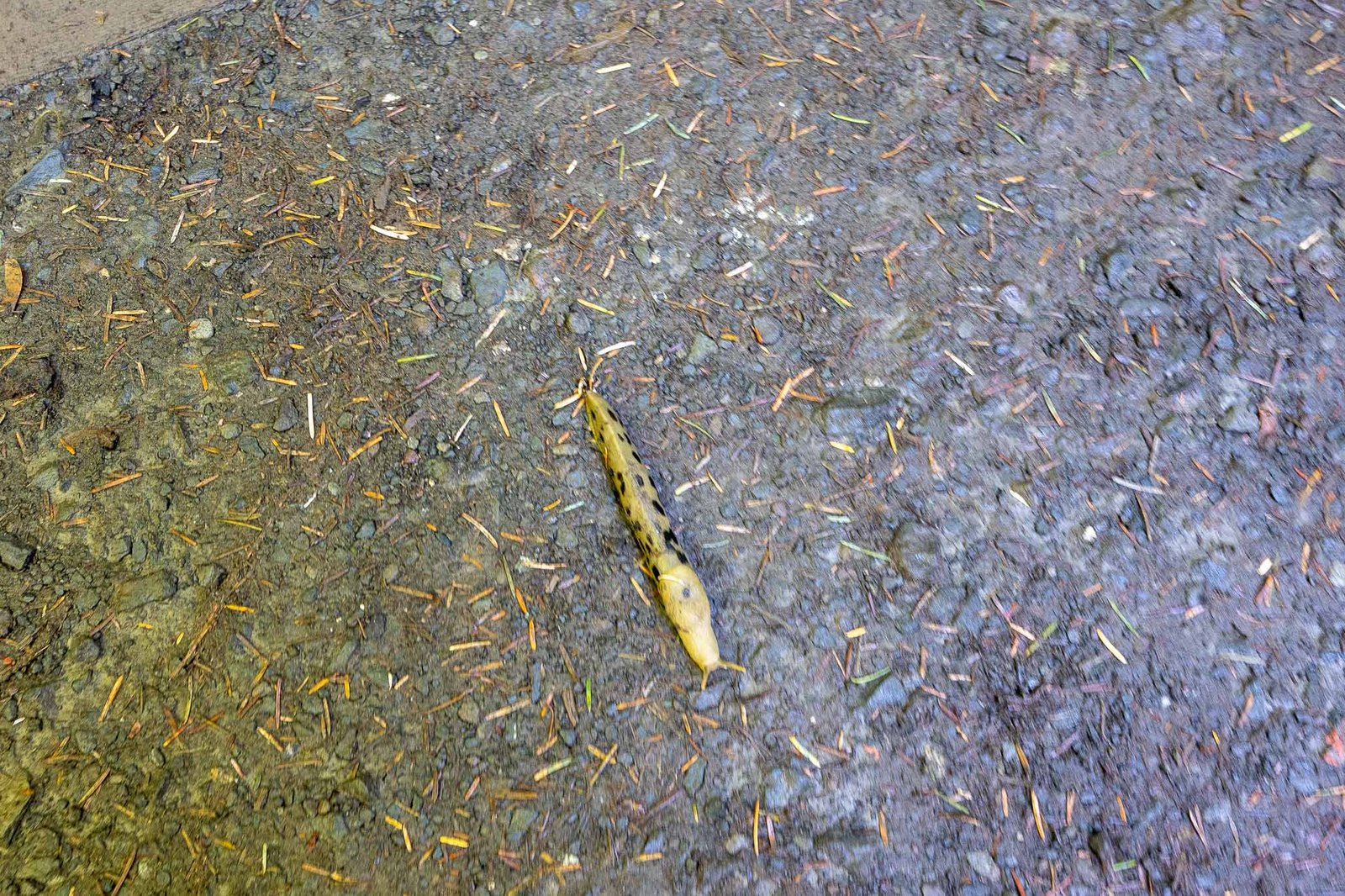 Banana Slug