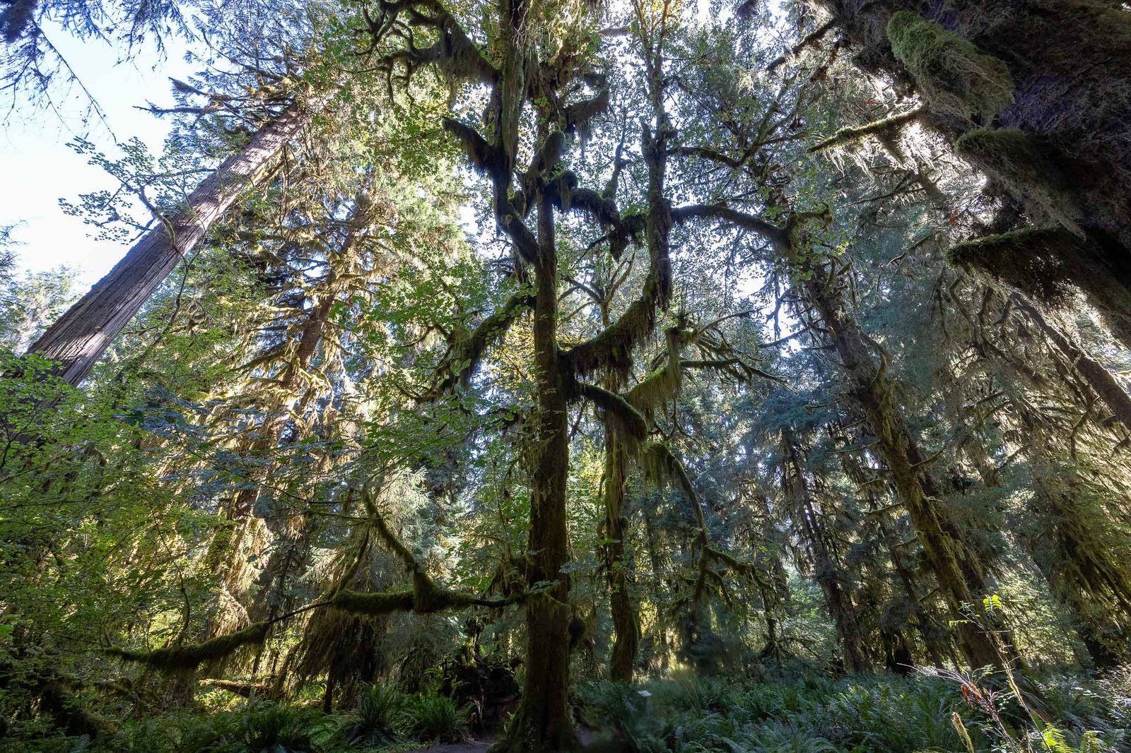 Views of the Hoh Rainforest trail