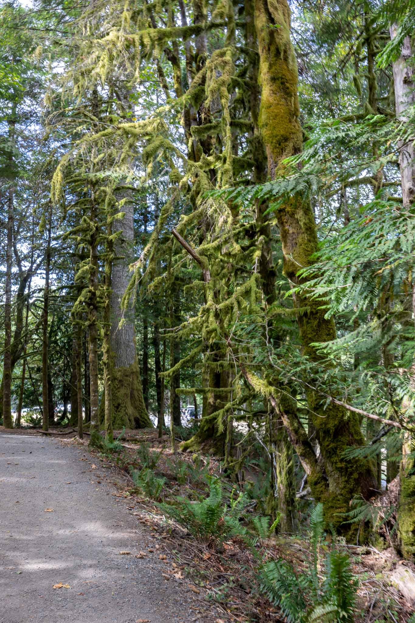 Marymere Falls Trail and moss covered trees