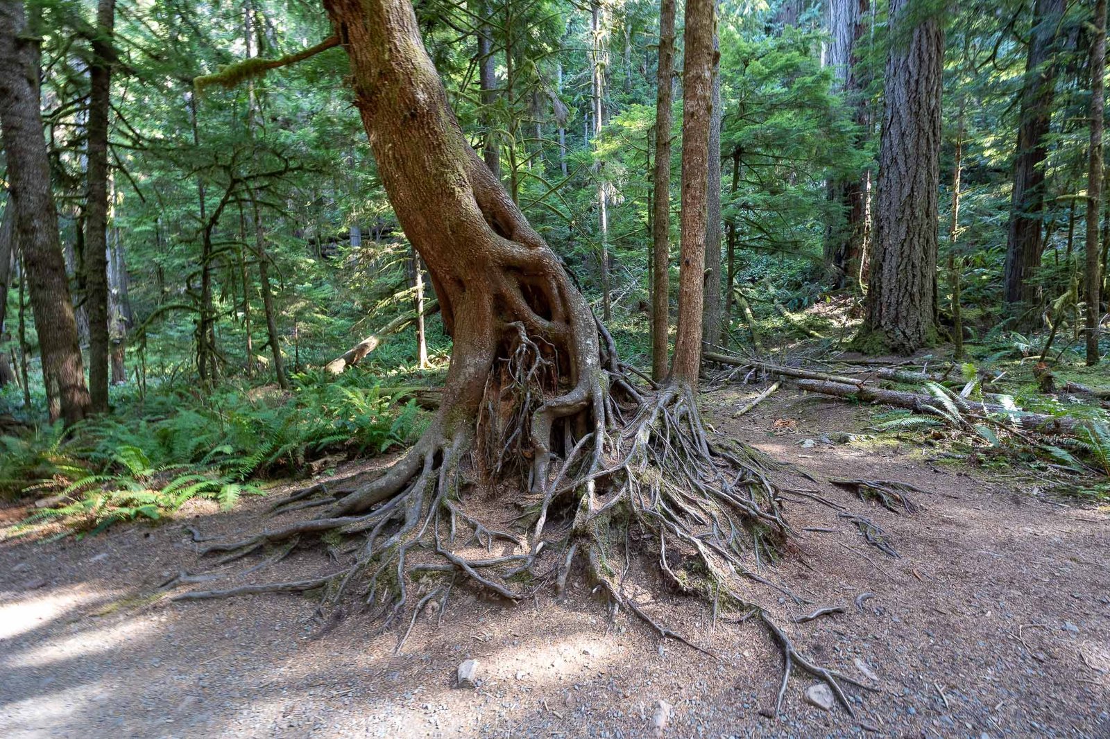 Marymere Falls Trail