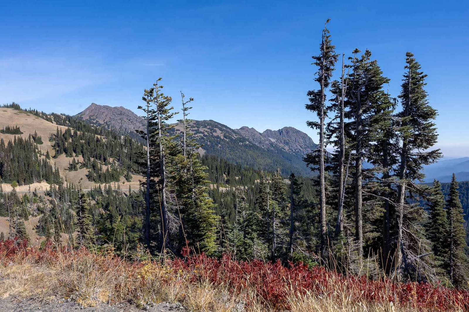 Hurricane Ridge