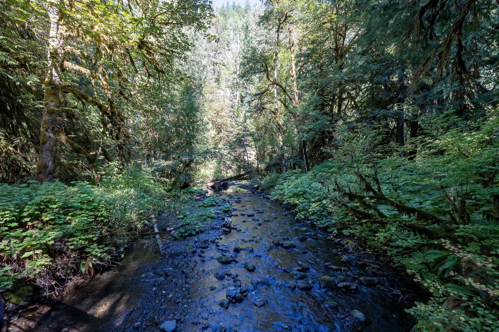 Marymere Falls Trail