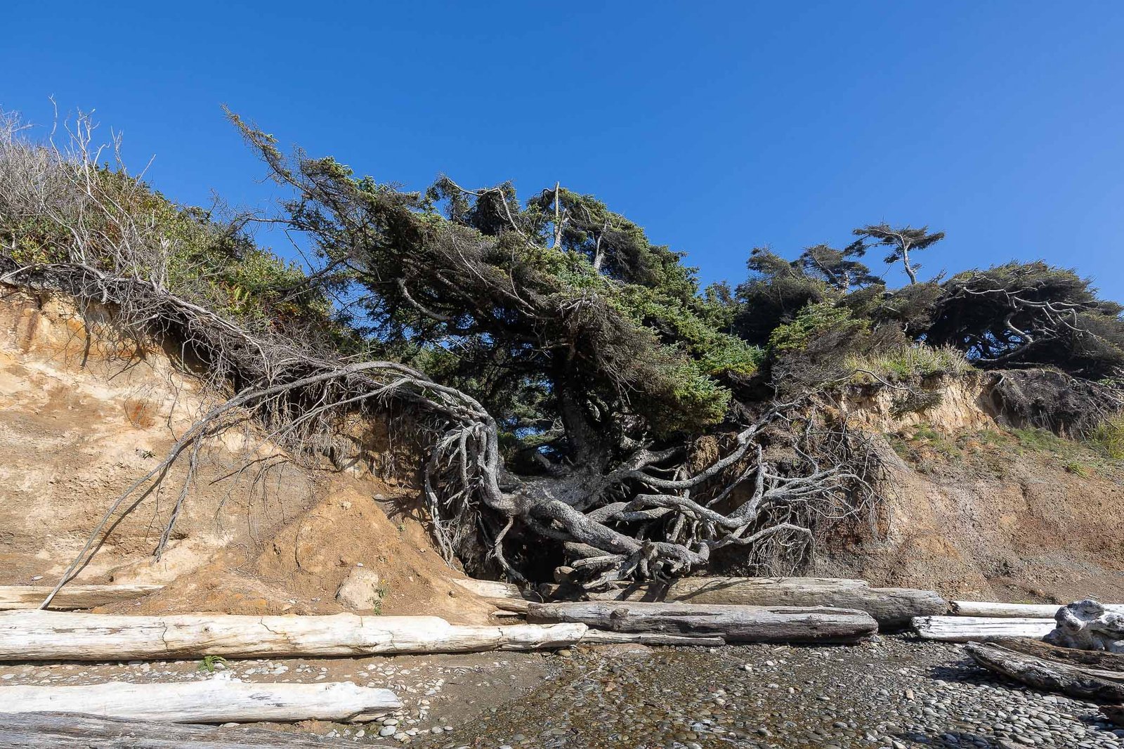 Tree of Life