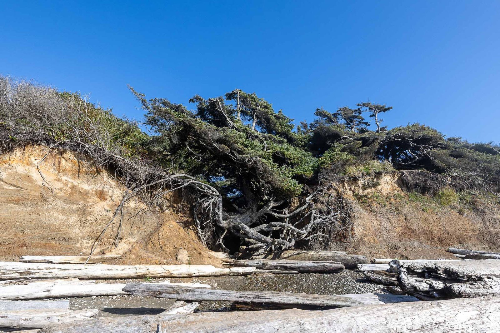 Tree of Life