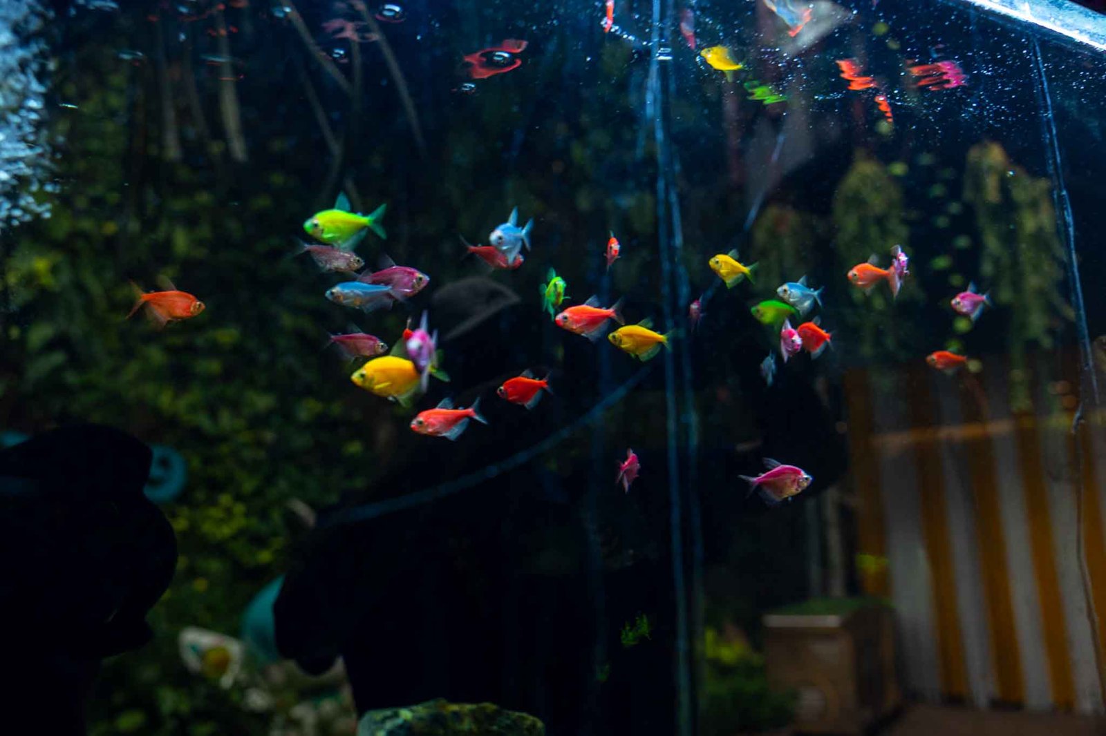Fish