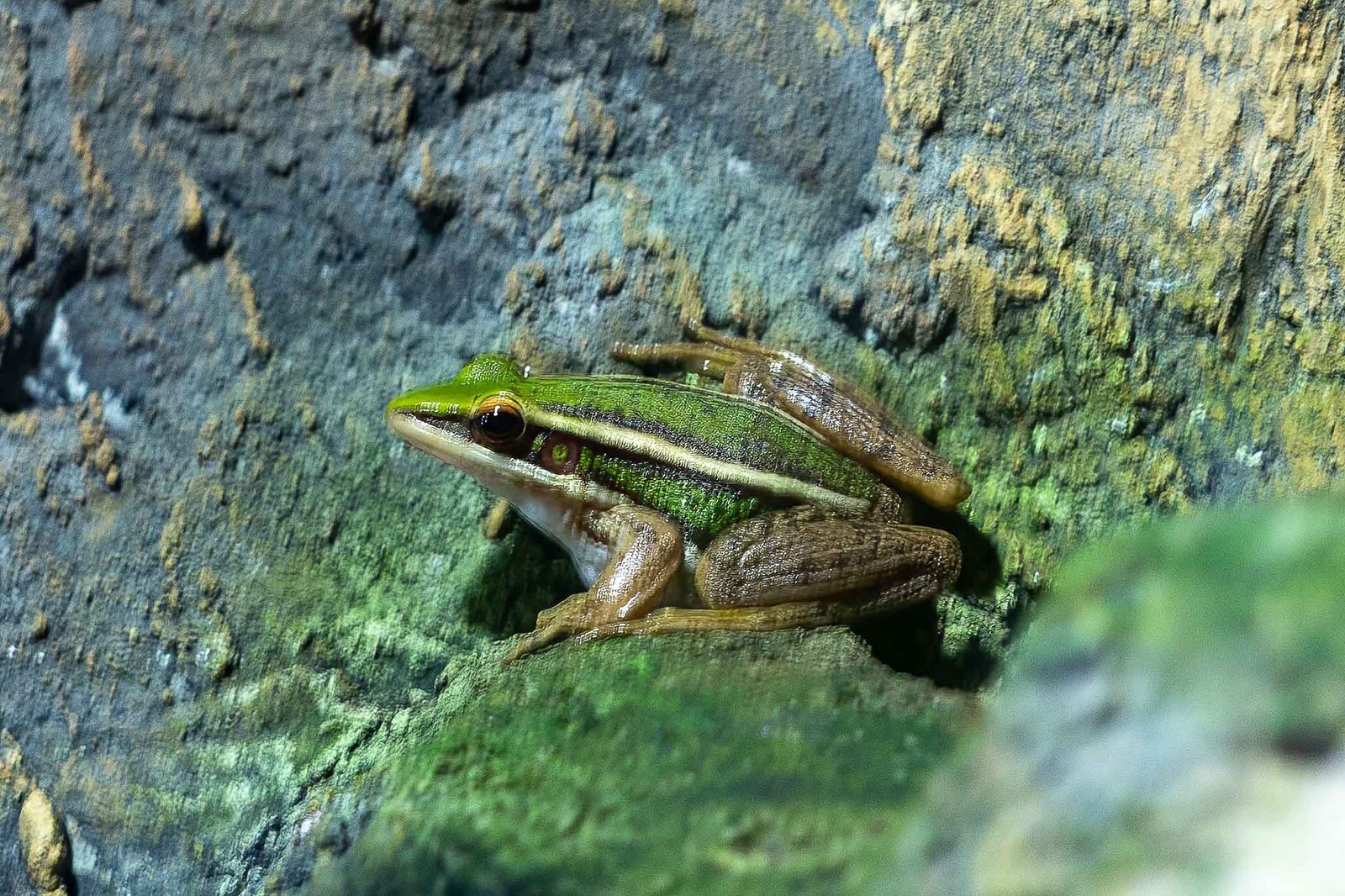 Frog