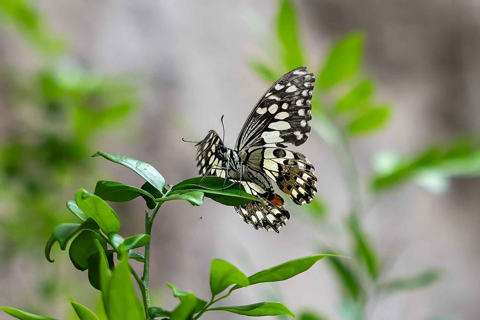 Butterfly