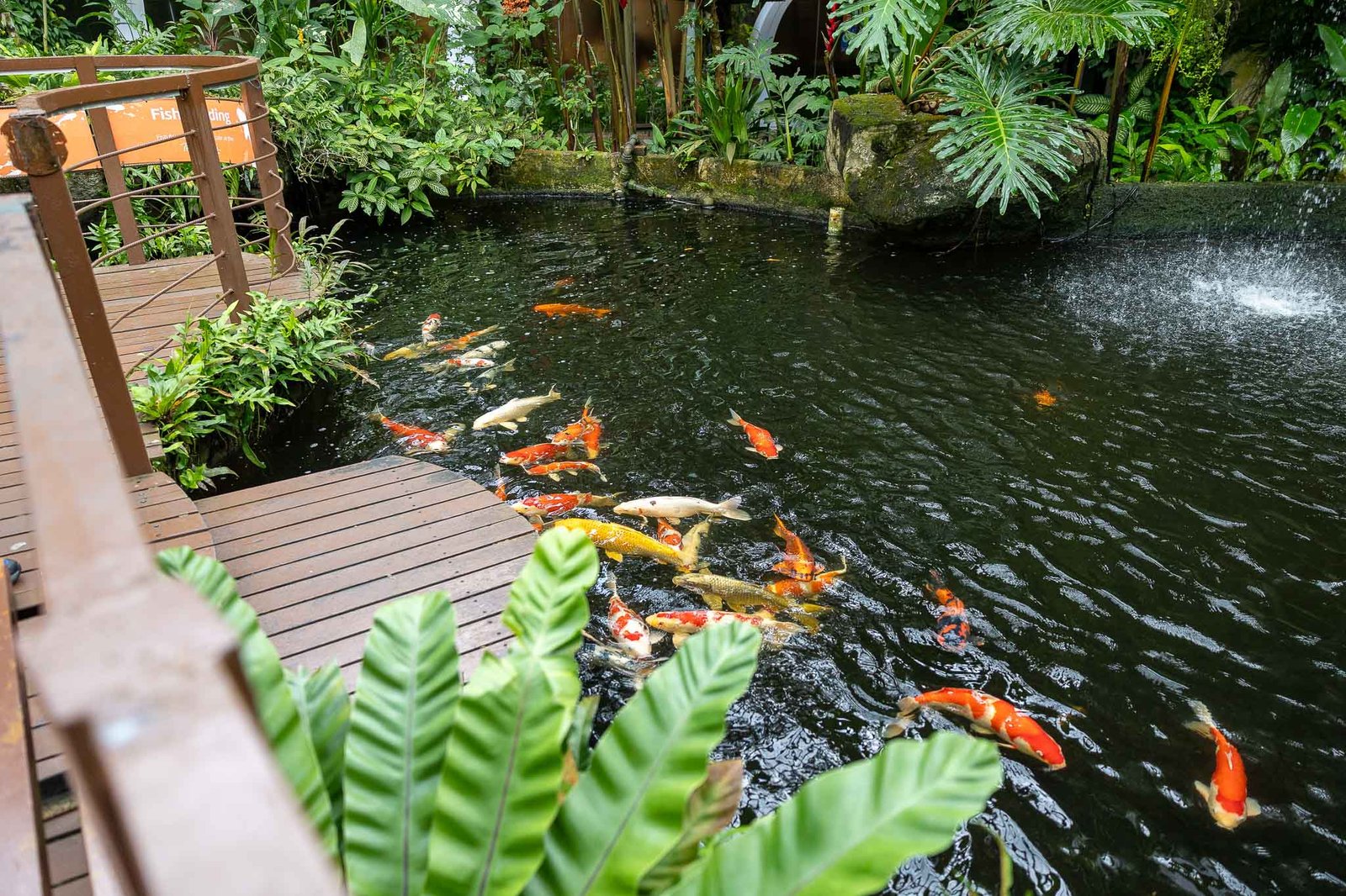Koi Pond
