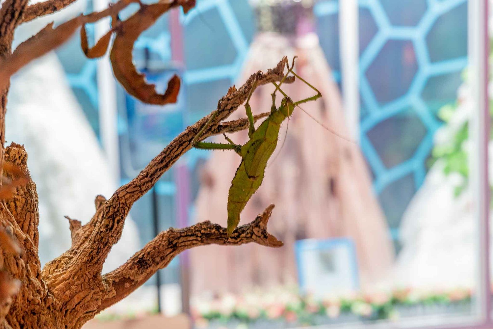 Grass Hopper