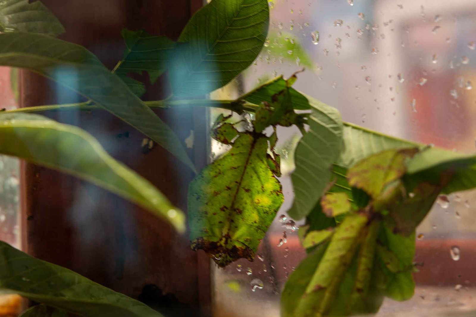 Leaf bug