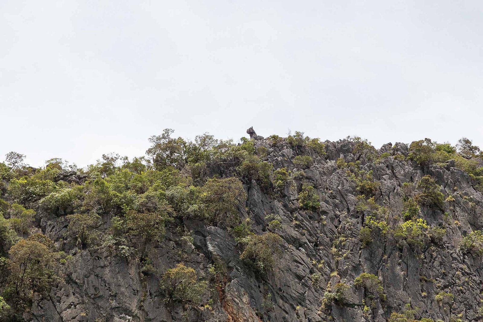 A formation at the top of the grotto that looked like a tiger