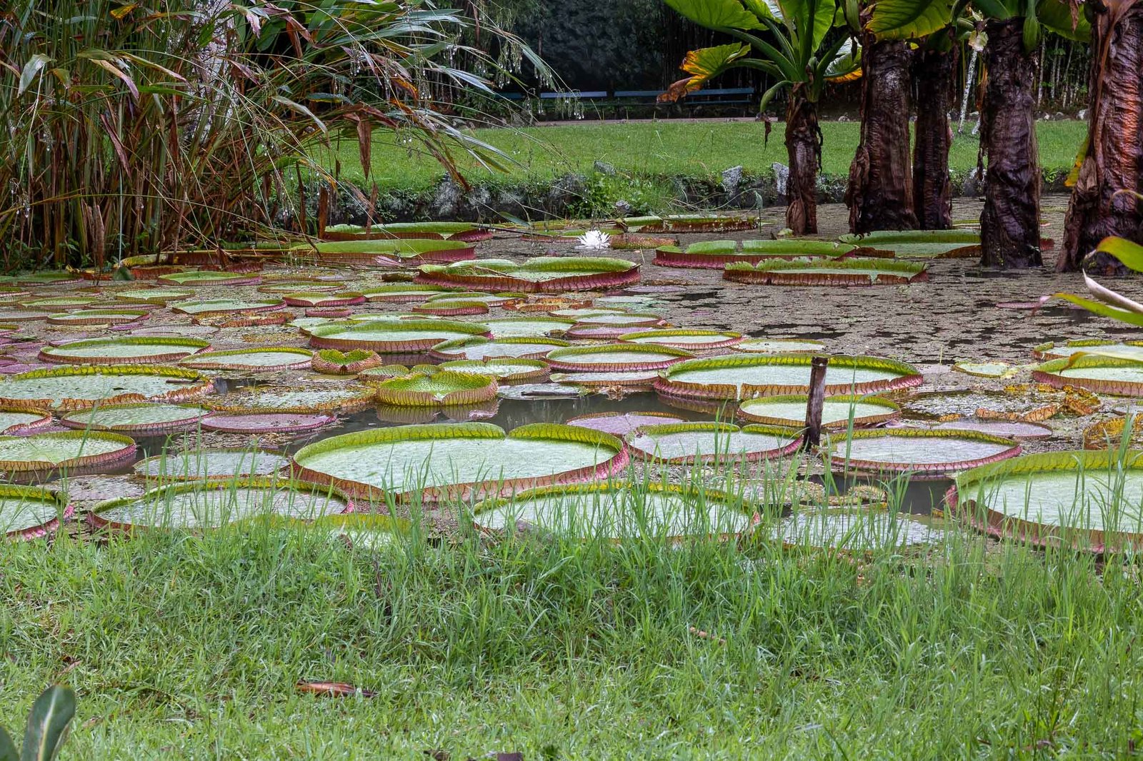Huge African Water Lilys