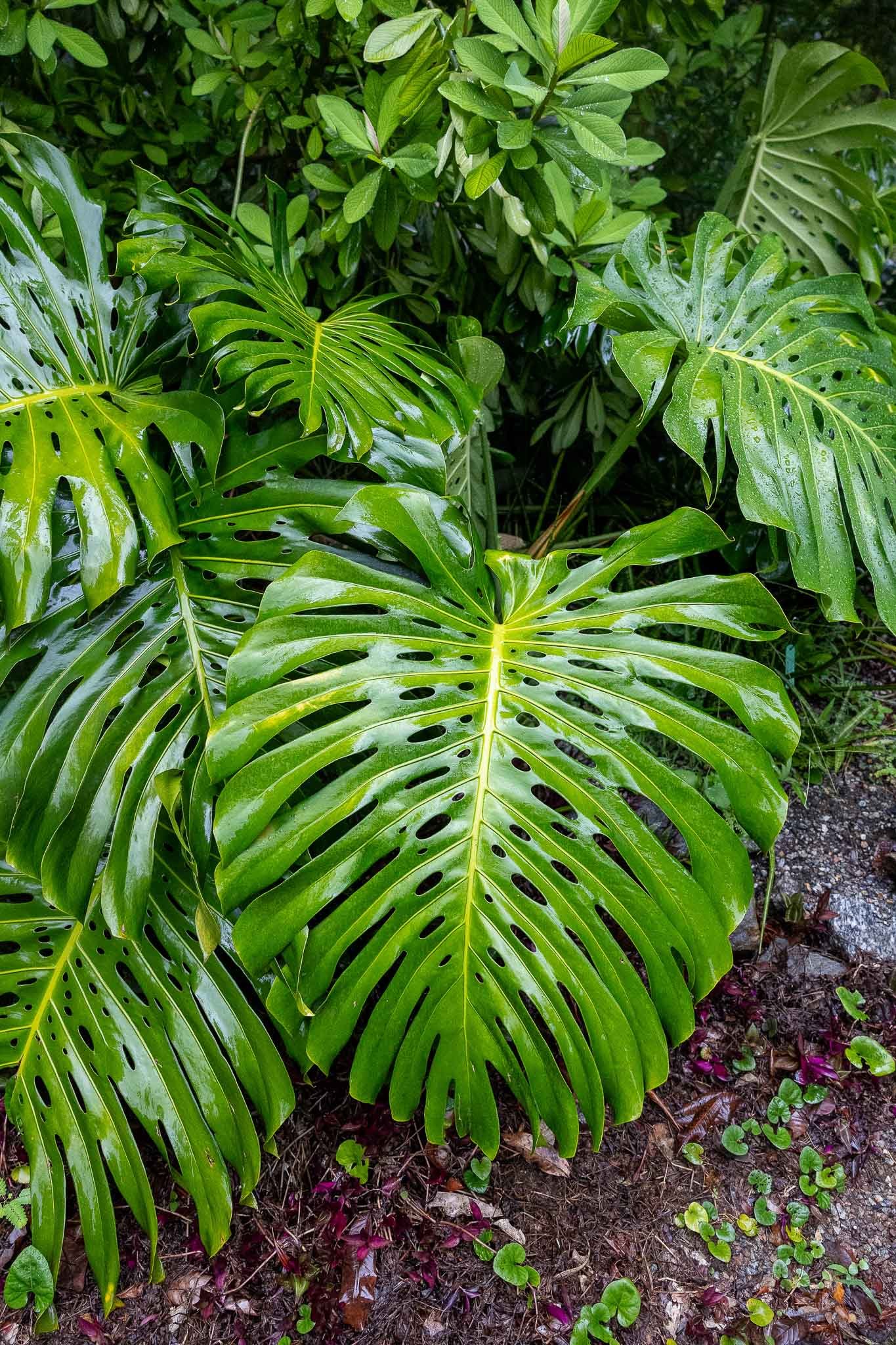 Higors Favorite plant