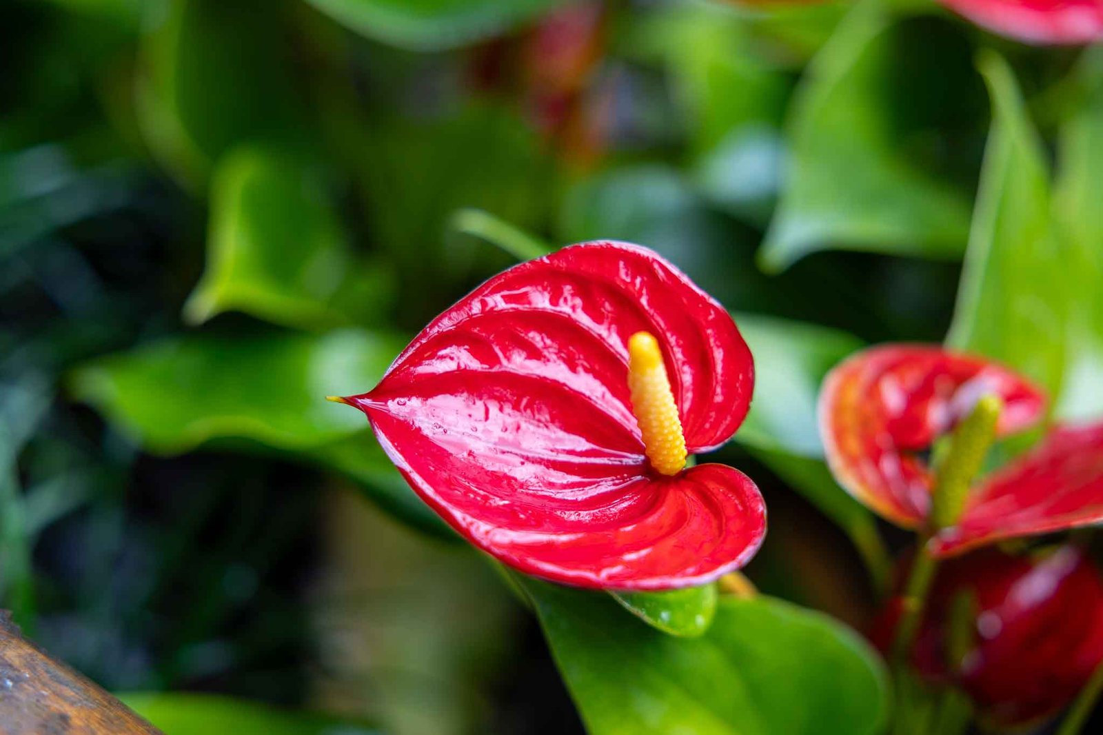 Conrad's favorite plant