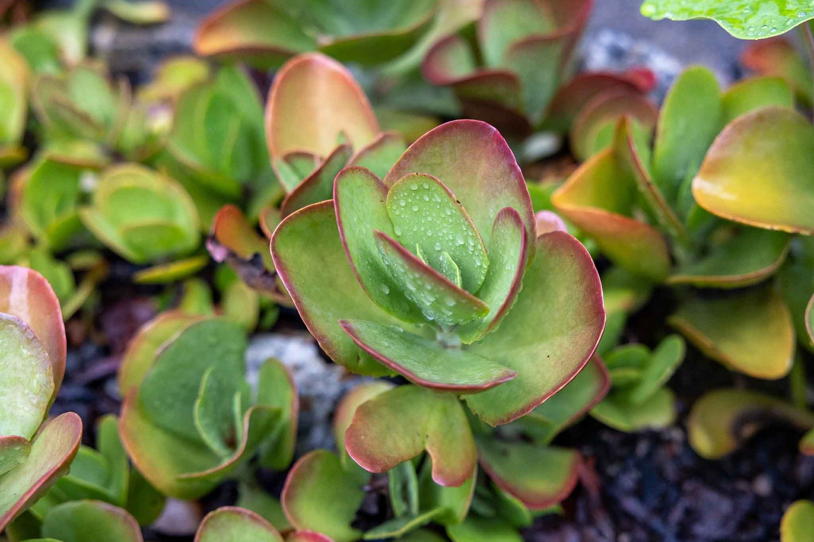 Shawn's favorite plant