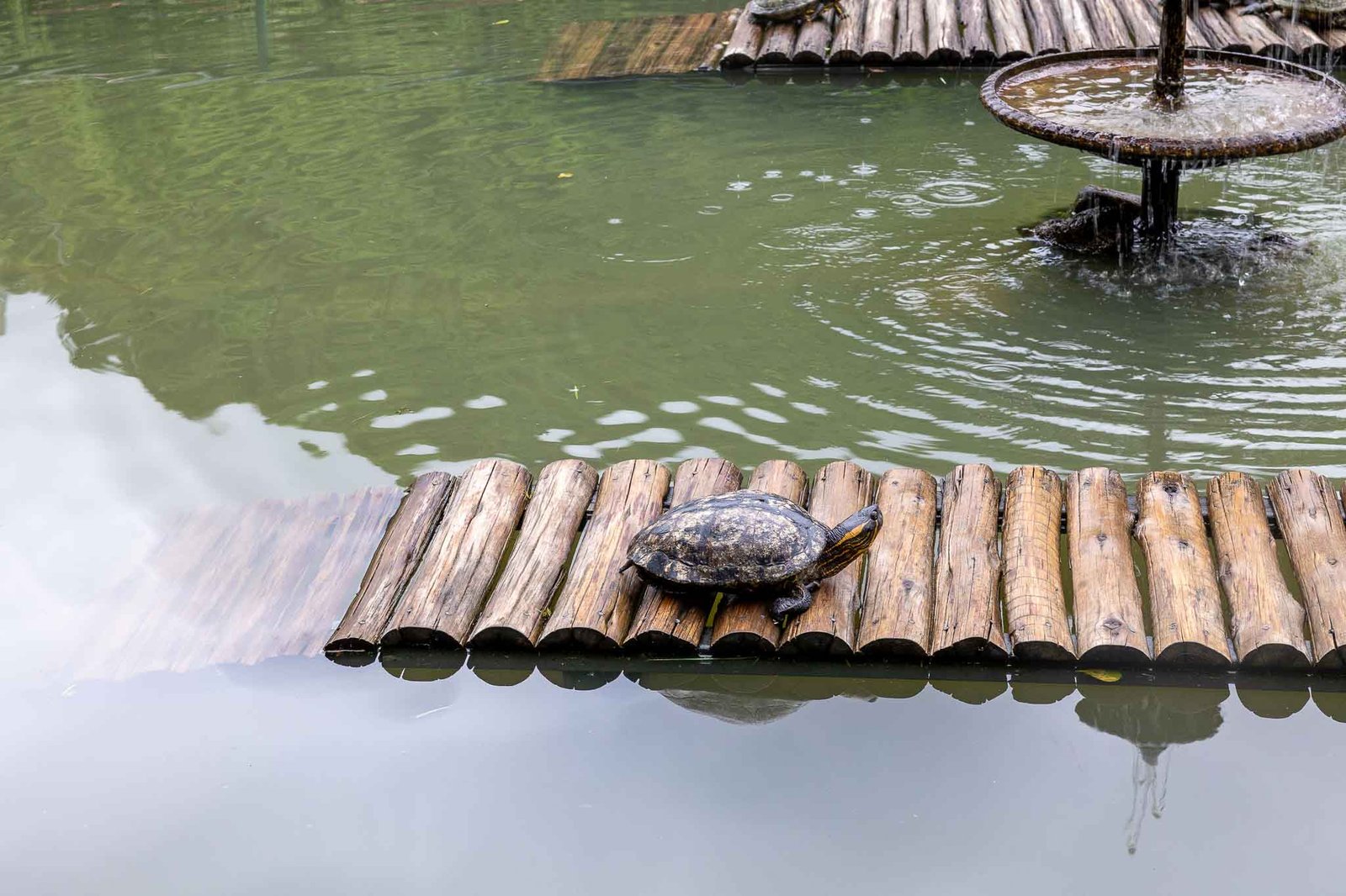 A turtle sunning by the exit