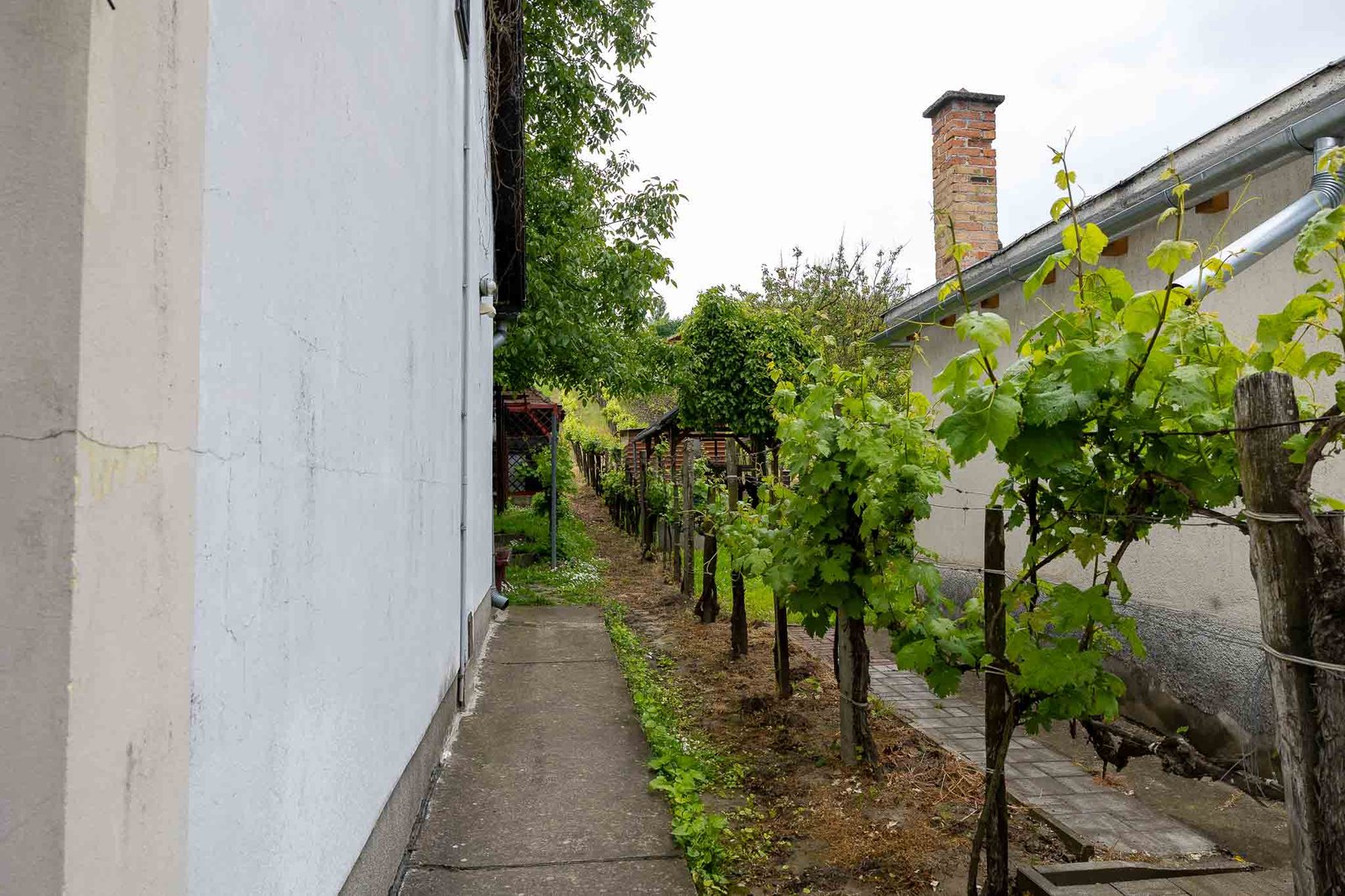 The vines growing behind the buildings