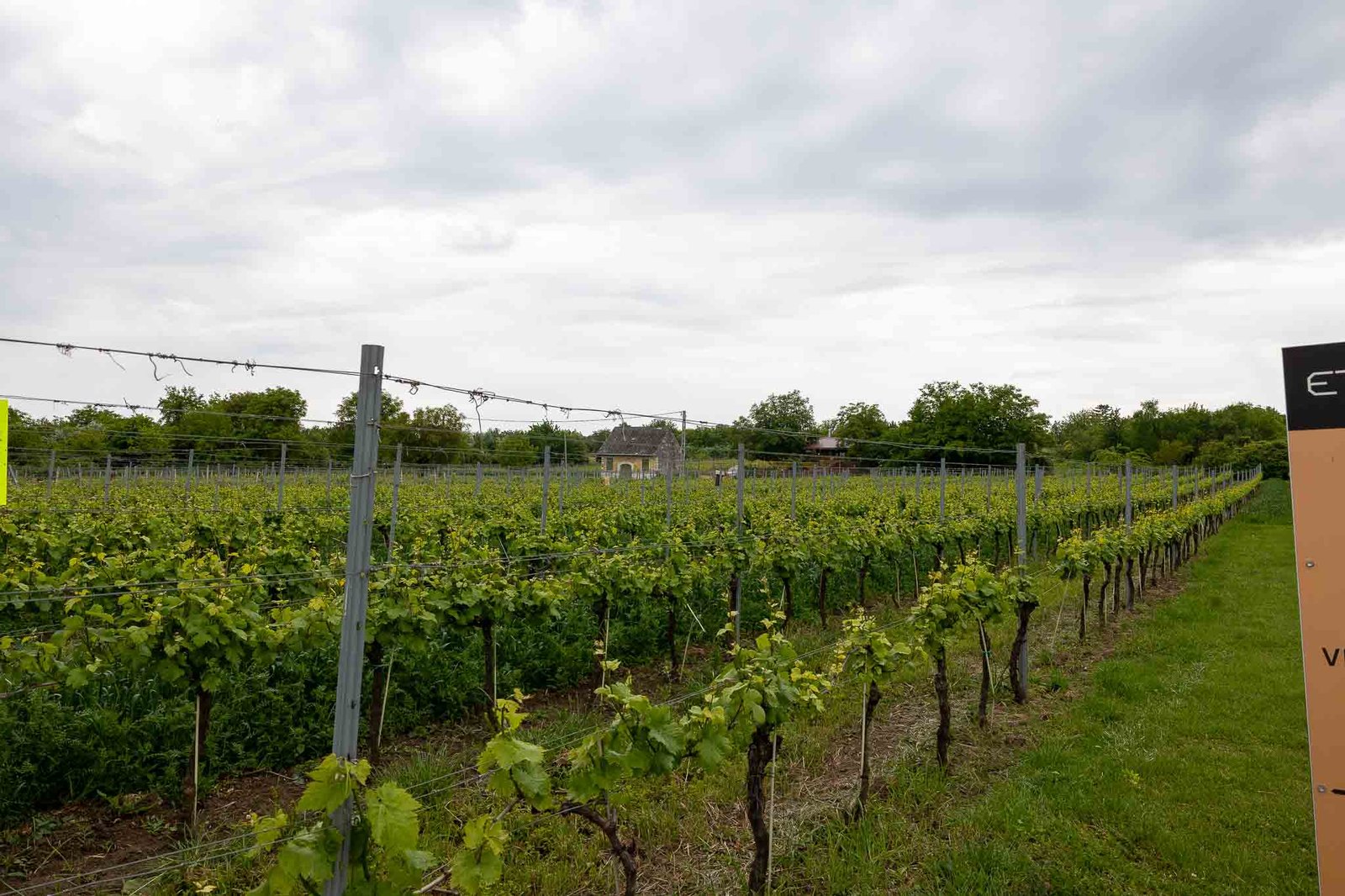 A vinyard that we spotted on the way back to the ship
