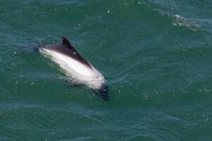 Commerson's dolphin