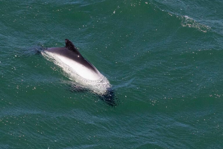 Commerson's dolphin
